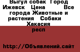 Выгул собак. Город Ижевск › Цена ­ 150 - Все города Животные и растения » Собаки   . Хакасия респ.